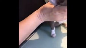 Как поставить уши чихуахуа. Подклеивание ушей щенка пластырем. Gluing ears with a plaster puppy.