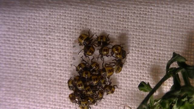Halyomorpha Halys Hatching From Eggs