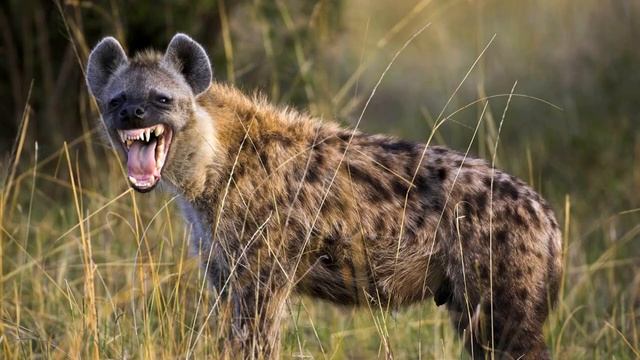 Развивающие видео для детей / Звук гиены, смех гиены / Sound hyenas, laughing hyena смотреть онлайн