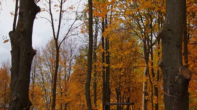 ЛИСТОПАД в парке "30 лет Победы", Муром, Leaves fall in the park "30 Years of Victory", Murom смотреть онлайн
