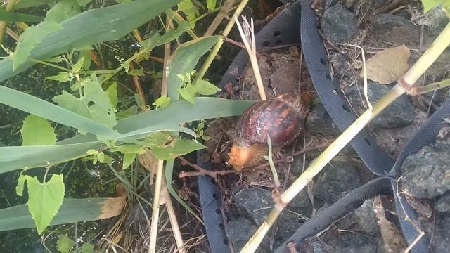 Улитка Ахатина в природе.Прощай Юля! смотреть онлайн
