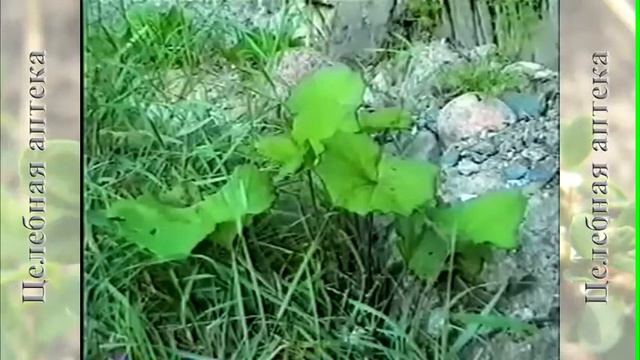 Мать и мачеха смотреть онлайн