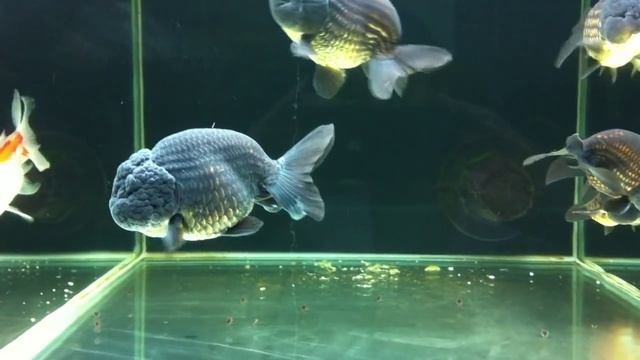 JUMBO JET BLACK RANCHU GOLDFISH FOR SALE AT SYDNEY DISCUS WORLD AQUARIUMS смотреть онлайн