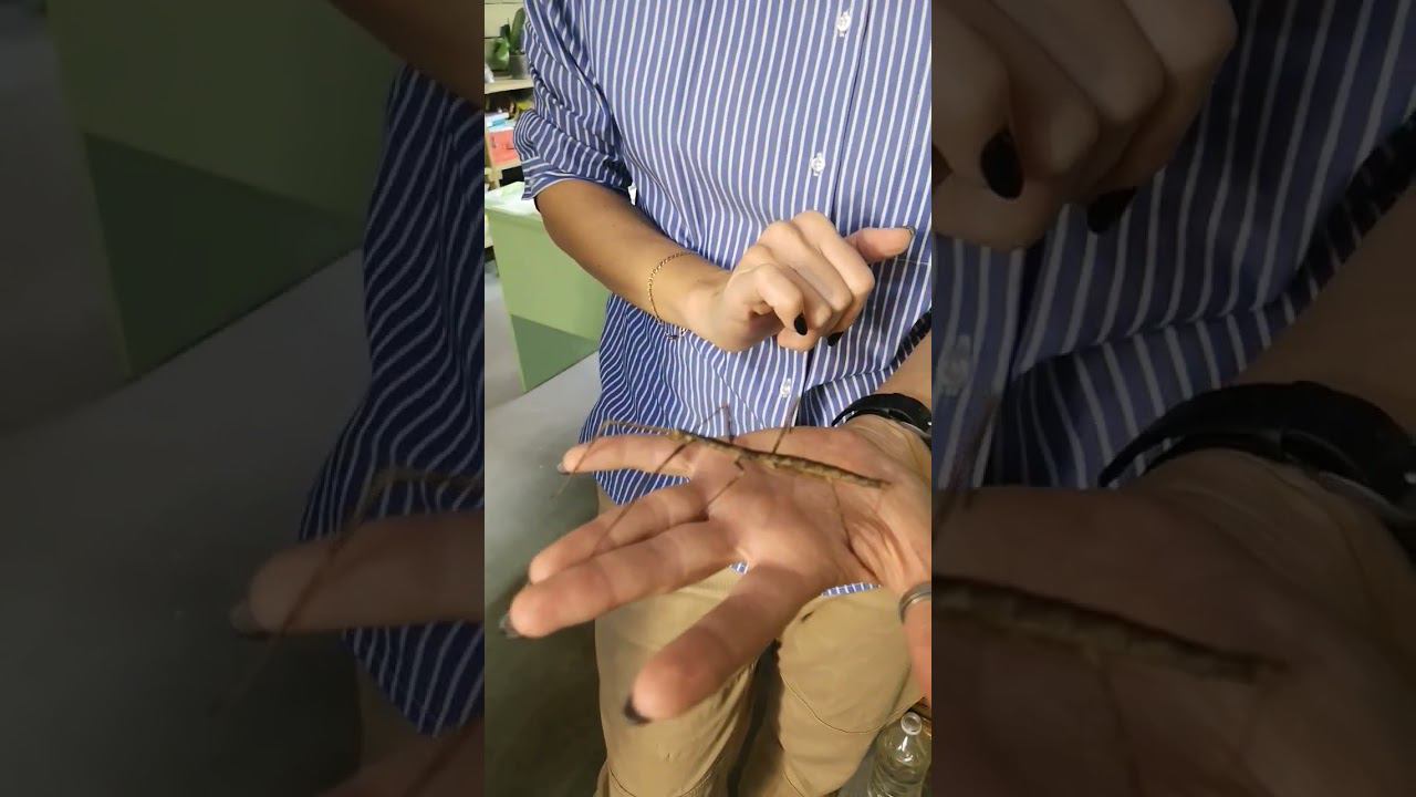 Домашний палочник смотреть онлайн