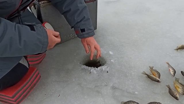 Солнечный окунь. Бешеный клев с каждой проводки смотреть онлайн