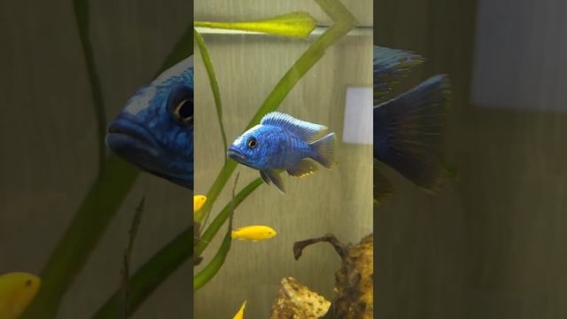 Новый житель. Хаплохромис Васильковый Джексона (Электрик блю). Просто красавчик! смотреть онлайн