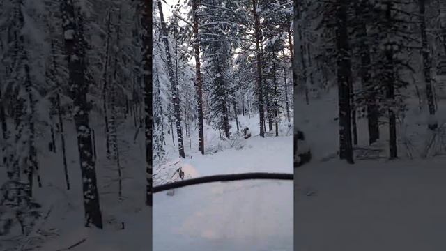 охота на домашнего оленя смотреть онлайн