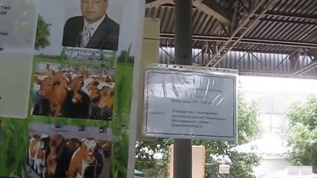 Крупный Рогатый Скот