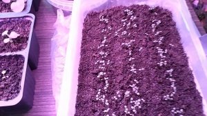 Взошла  земляника! Что делать с рассадой?