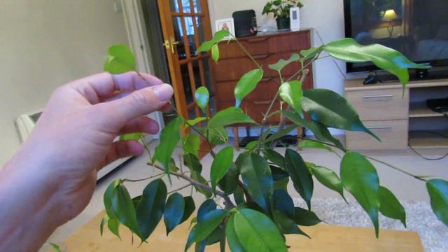 Update on Ficus Benjamina bonsai смотреть онлайн