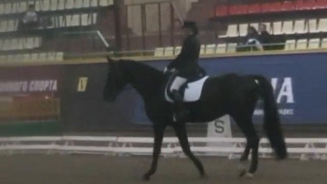 Чемпионат Москвы 2008г по выездке смотреть онлайн