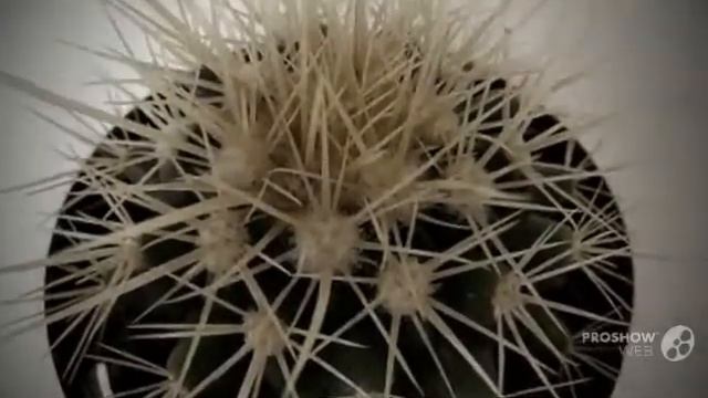 Echinocactus - garden plants смотреть онлайн
