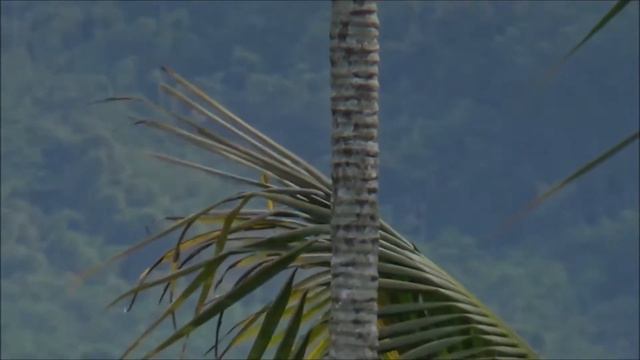 Areca palm (Areca catechu) смотреть онлайн