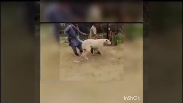 Зубы и Клыки#Безжалостные хищники в нашем обзоре пород собак смотреть онлайн