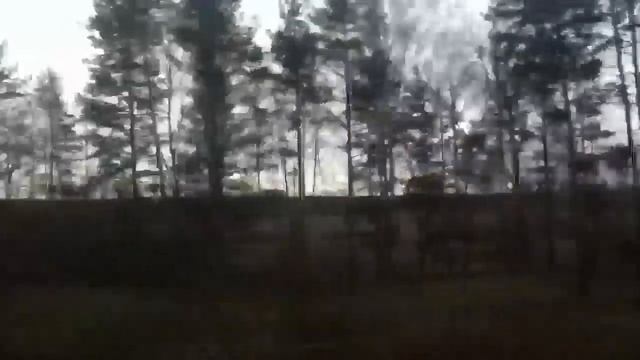 Владимирский лес смотреть онлайн