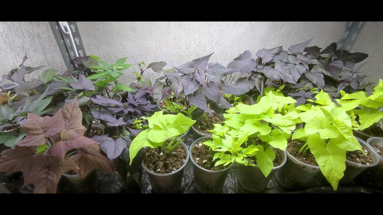 Только ТАК можно сохранить ипомею зимой до весны в доме. Как избавится от клеща на ипомее. смотреть онлайн