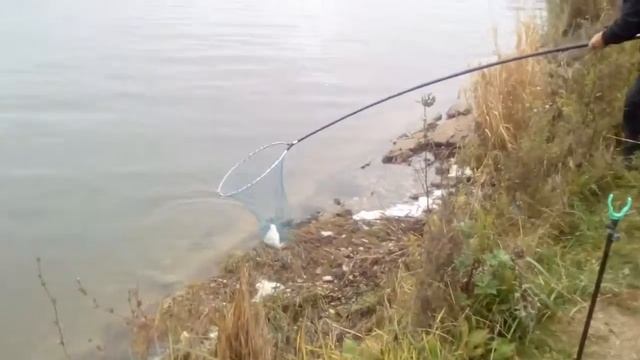 Сулежский Борок 10.10.2017 года 4 смотреть онлайн