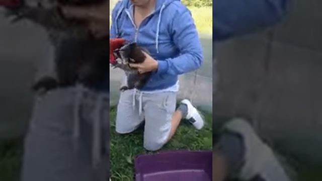 Приручение енота 3 смотреть онлайн