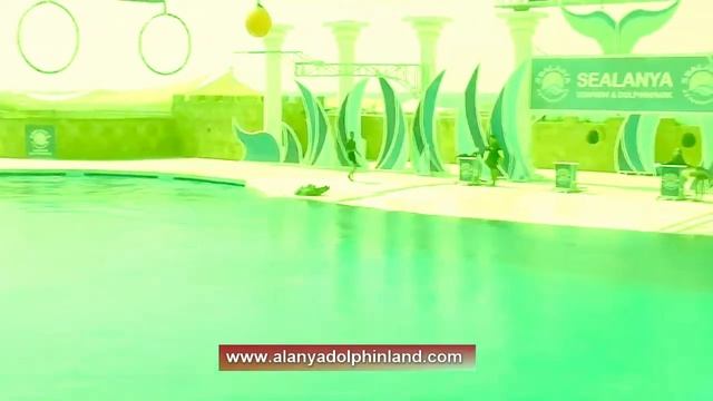 Sealanya Dolphinpark Seapark Prices Reviews Dolphinarium Video смотреть онлайн