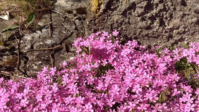 Весенние цветочные ковры и махаон. смотреть онлайн