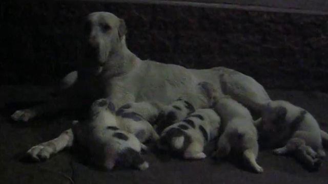 Али Аладжа . Щенки 21 день смотреть онлайн