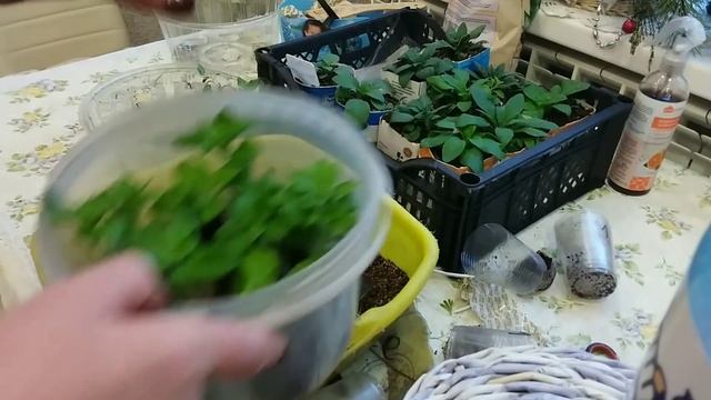 РЕЗУЛЬТАТ ЧЕРЕНКОВАНИЯ ПЕТУНИИ.Перевалка рассады петунии. смотреть онлайн
