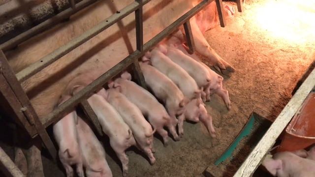 ОТЛУЧАЮ И ПРОДАЮ ПОРОСЯТ// Скоро уедут на ПМЖ смотреть онлайн