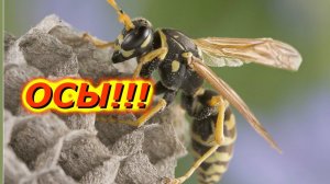 Как мы с осами боролись//Как избавится от ос