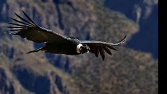 Pan Pipes El Condor Pasa смотреть онлайн