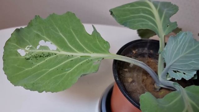 배추흰나비 알 부화시키기. 과연 에벌레는 나비가 될 수 있을까? смотреть онлайн