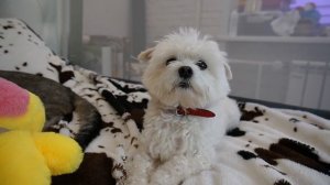 НОЧЬ В КАРТОННОМ ДОМЕ УТКИ ЛАЛАФАНФАН! МИСТИКА...