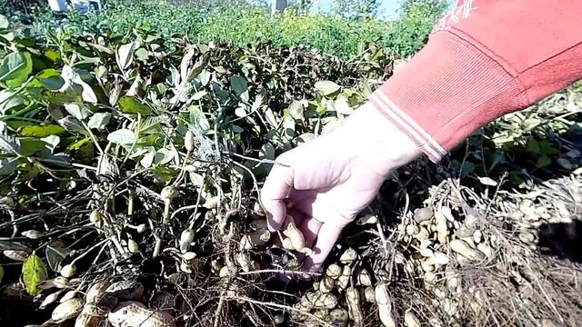 Крупный Арахис для себя и на продажу. смотреть онлайн
