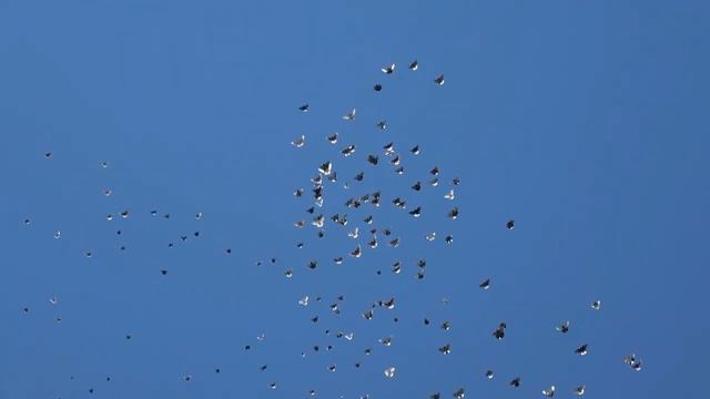 Кум с Днем Рождения смотреть онлайн