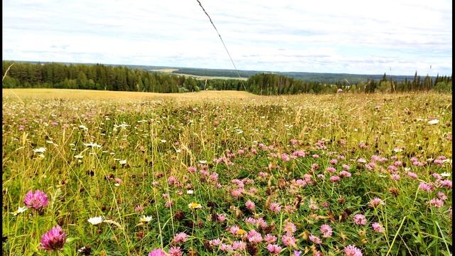С Маршак Голос в лесу В лесу над росистой поляной #стихиолете #поэты20века смотреть онлайн