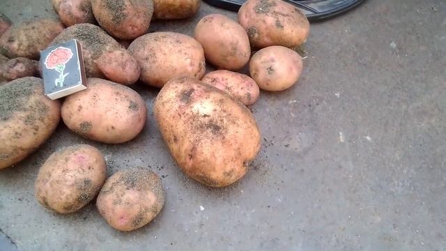 Мини обзор картофеля сорта Ред скарлет и Маргарита смотреть онлайн