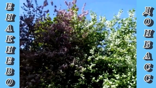 "Райские яблони в цвету". 02.05.2022. смотреть онлайн