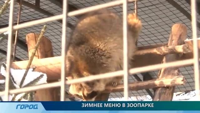 Зайцы-беляки в "Лимпопо" смотреть онлайн