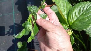 Ремонтантный сорт земляники Тоскана.