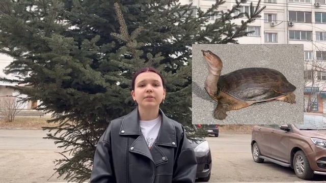 муниципальный конкурс "Красная книга Амурской области" (9В класс МАОУ "Школа № 27 г. Благовещенска") смотреть онлайн