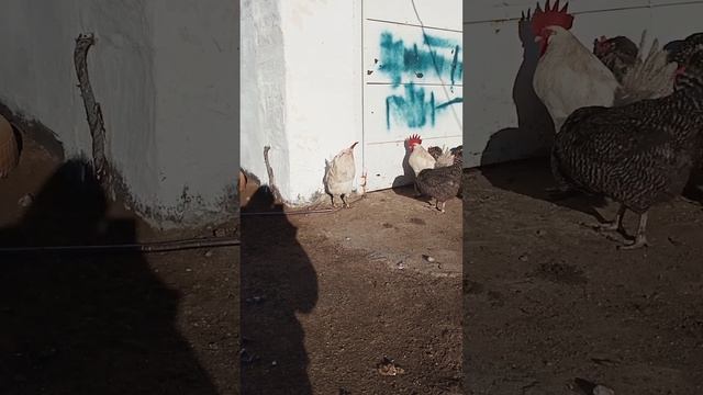куры Греютса на солнышке смотреть онлайн