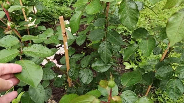 Мои варианты подвязки роз к опорам✂✂???? смотреть онлайн