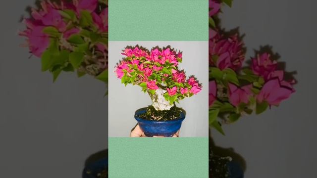 Pink pixie bougainvillea getting ready to bloom in time for Christmas! #bonsai #bougainvillea смотреть онлайн