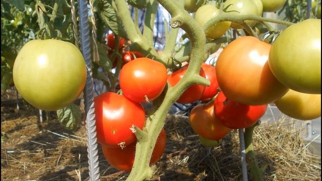 Самый лучший томат в мире 2023 г.!!!Высокоурожайный, сладкий и вкусный томат ДАР ЗАВОЛЖЬЯ КРАСНЫЙ!! смотреть онлайн