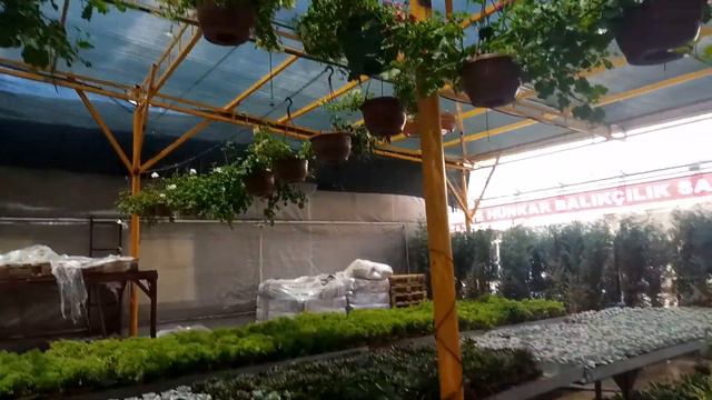 FİDANCIDA ÇEKİM | Fidan ve Çiçek Kaktüs Sukulentler смотреть онлайн