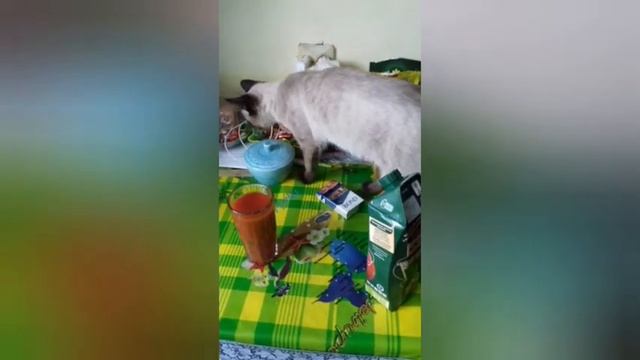 Села поела... тайская кошка и еда смотреть онлайн