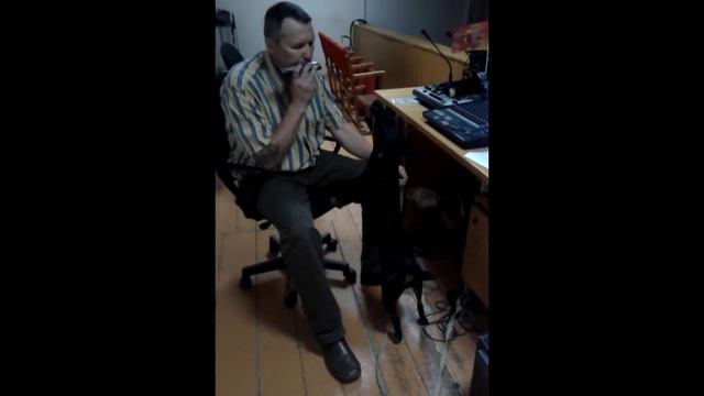 Поющий Ягдтерьер смотреть онлайн