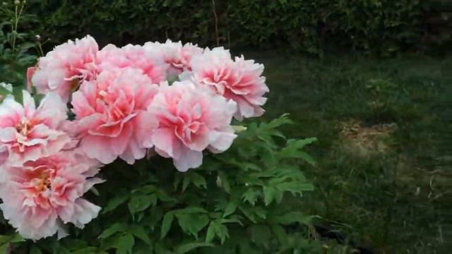 牡丹第七天20210526 八仟代椿、岛大臣、岛锦、黄冠、海黄、长寿菜等多种牡丹 смотреть онлайн