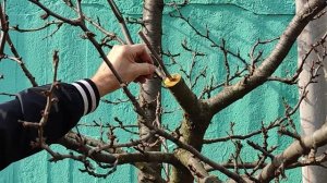 прививка сливы просто надёжно!