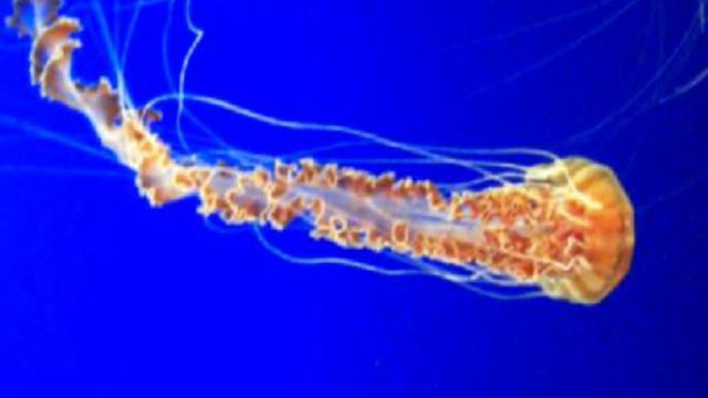 монтерей. аквариум 040 смотреть онлайн