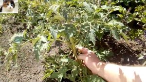 Пасынкование помидор для начинающих.  Как и для чего это нужно